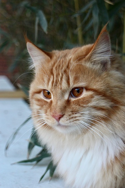 Orange Cats