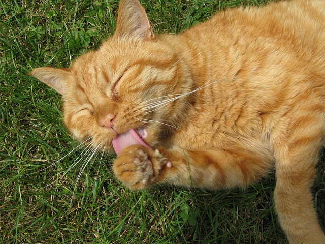 Orange Cats