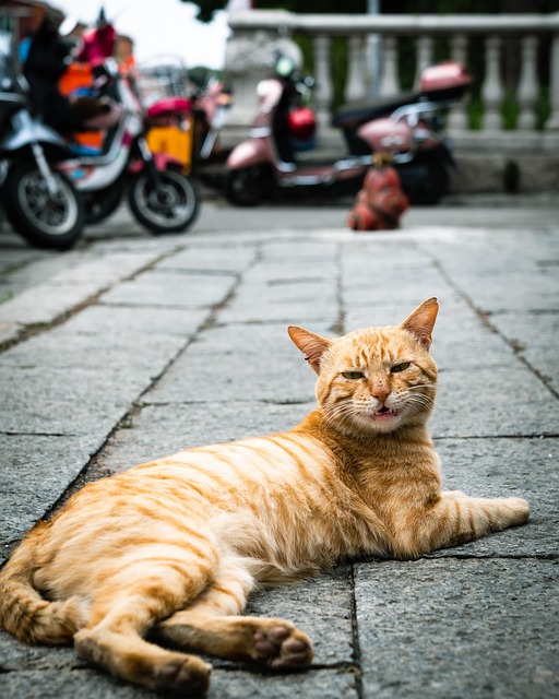 Orange Cats
