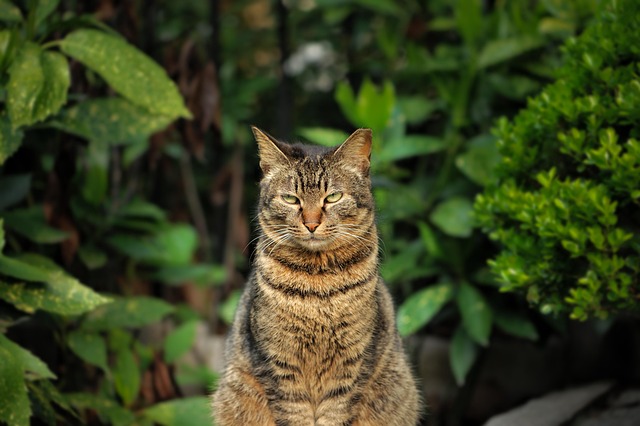 Orange Cats