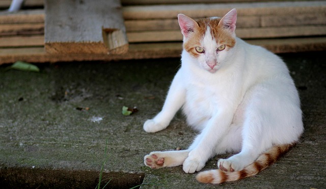 Orange Cats