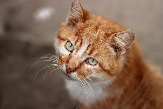 Orange Cats