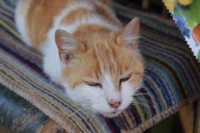 Orange Cats