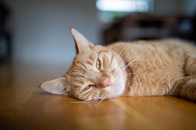 Orange Cats