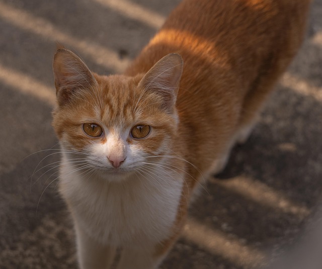 Orange Cats