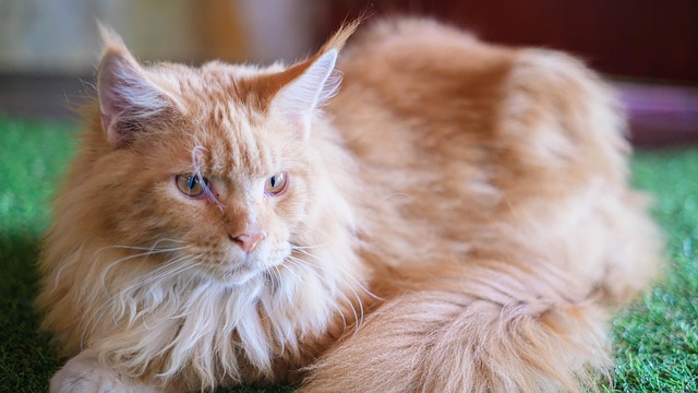 orange-cats-640x480-9231278.jpeg