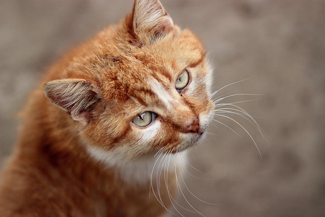 Orange Cats