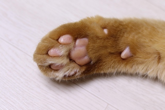 Orange Cats