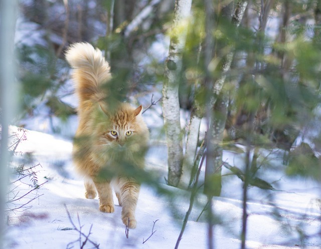 Orange Felines