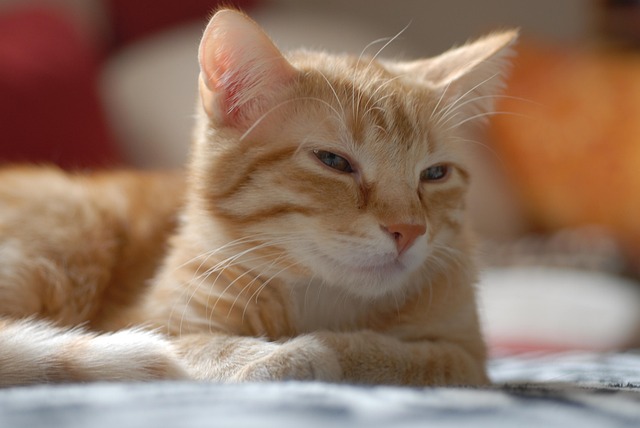 Orange Felines
