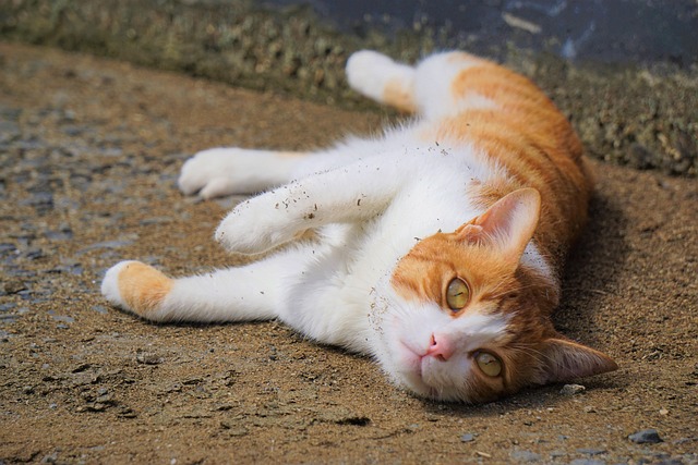 Orange Felines