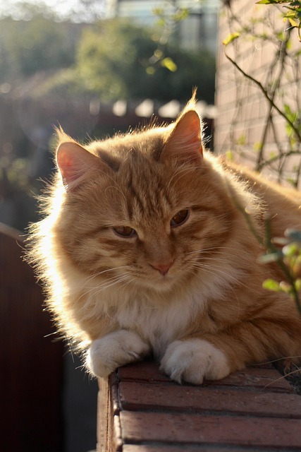 Orange Felines