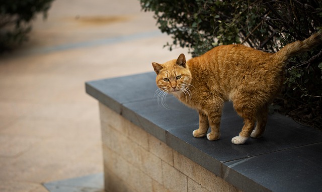 Orange Felines