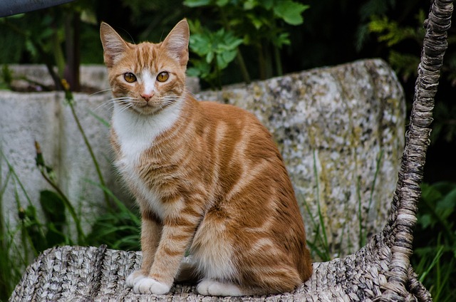 Orange Felines