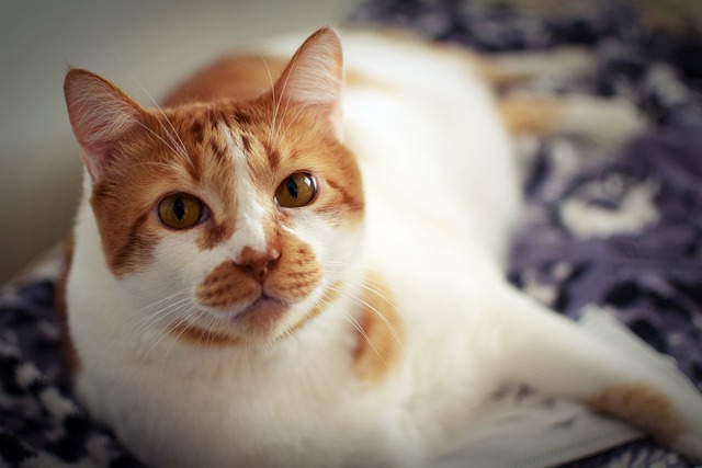 Orange Felines