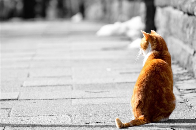 Orange Felines