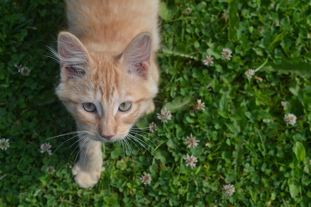 Orange Kittens