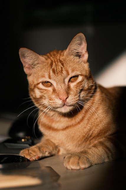 Orange Kittens