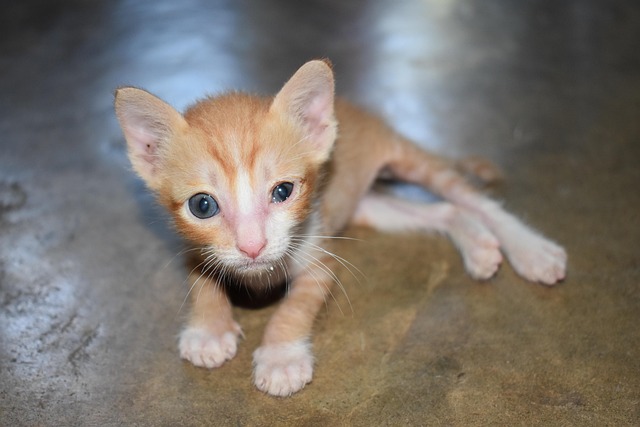 Orange Kittens