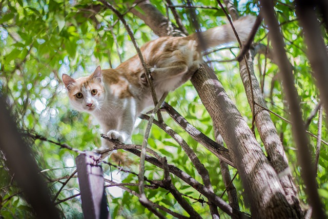 Orange Kittens