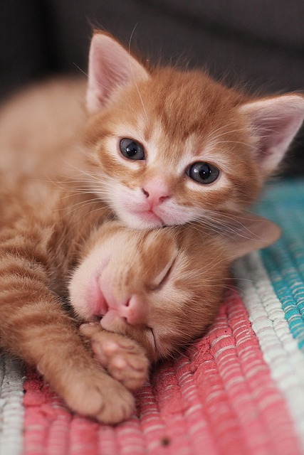 orange-kittens-640x480-79586608.jpeg