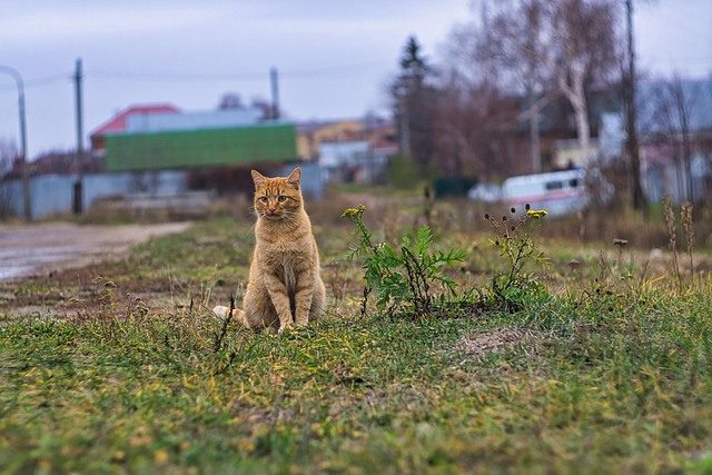 Orange Tabbies