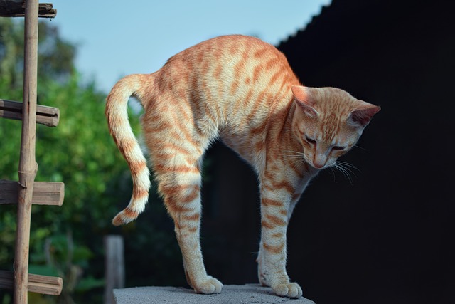 Orange Tabbies