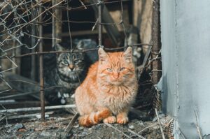 orange-tabbies-640x480-42340868.jpeg