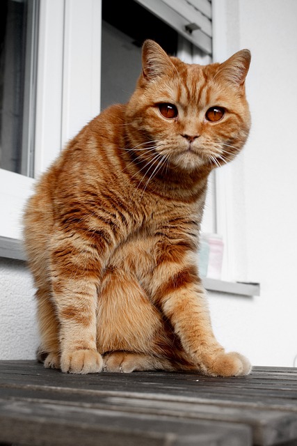 Orange Tabbies