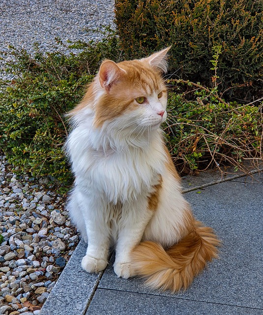 Orange Tabbies