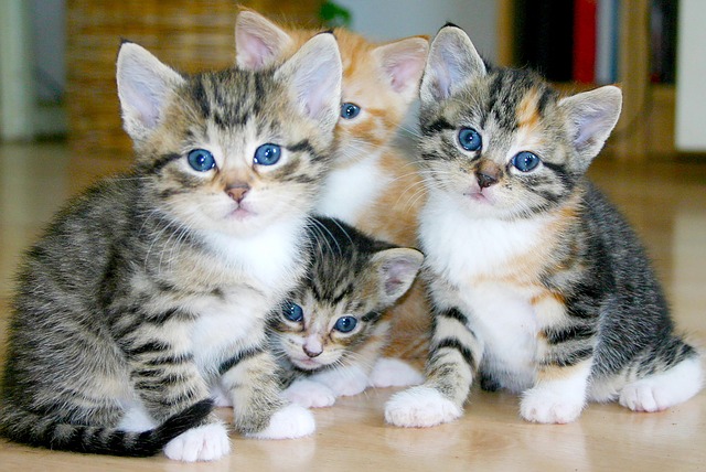 Orange Tabbies