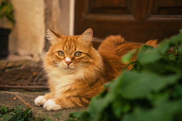 Orange Tabbies