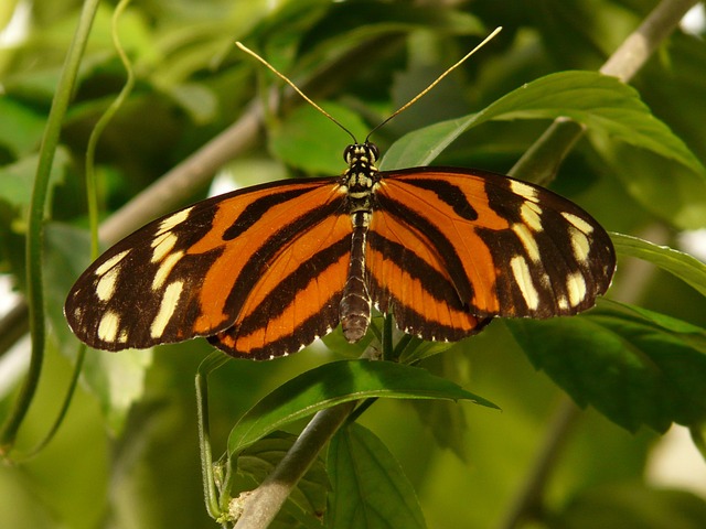 orange-tabby-640x480-12155707.jpeg