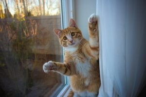 orange-tabby-640x480-14320984.jpeg
