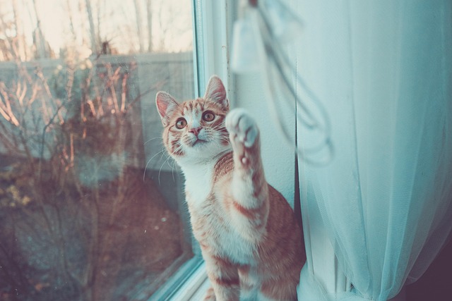 Orange Tabby