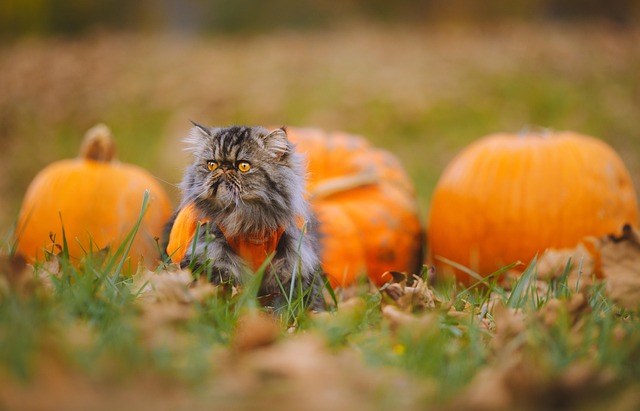 Orange Tabby