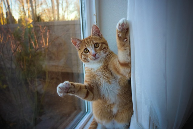 Orange Tabby