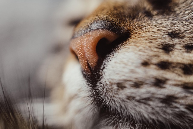 Orange Tabby