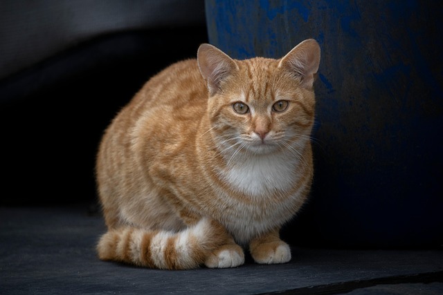 Orange Tabby