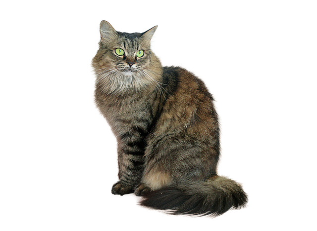 orange-tabby-640x480-66433951.png