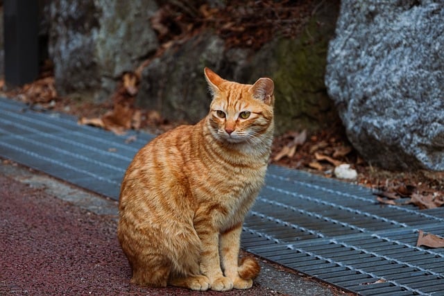 Orange Tabby