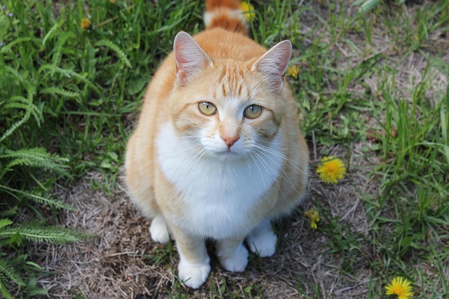 Orange Tabby