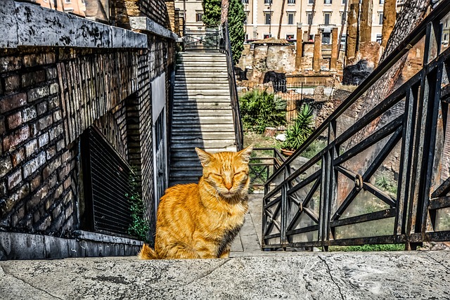 Orange Tabby