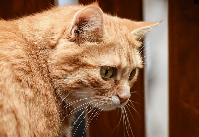 Orange Tabby Cats