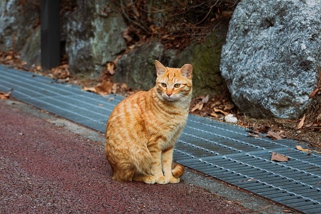 Orange Tabby Cats