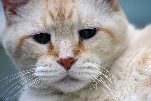 Orange Tabby Cats