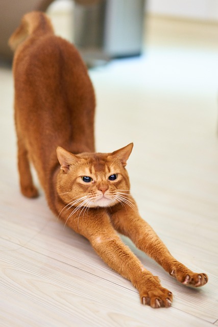 Orange Tabby Cats