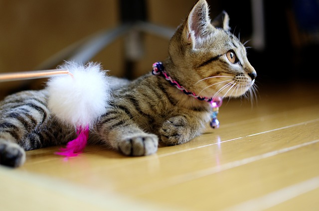 Orange Tabby Kitten