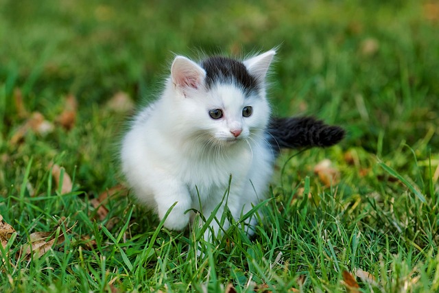 Orange Tabby Kitten