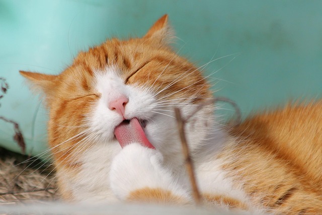 Orange Tabby Kitten